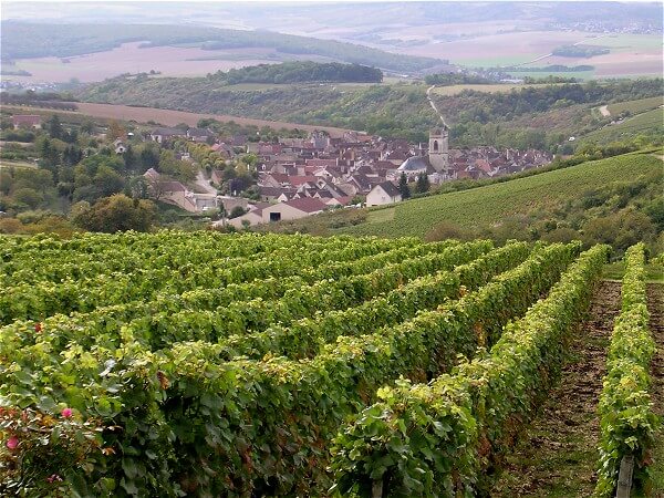 Chablis Vineyards