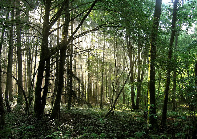 Morvan Forest
