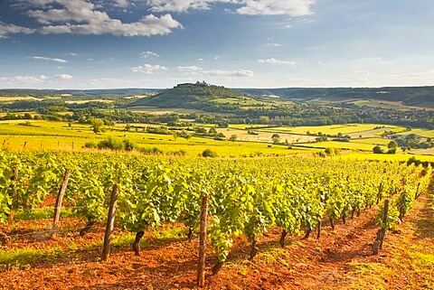 Vezelay Vineyard